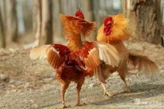 上海二手旧自行车市场_上海二手自行车百姓网_上海火车站二手自行车