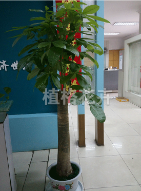 星空体育官方网站 五华区专业植物租赁哪家好_昆明租赁、典当-昆明植格花卉有限公司