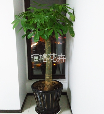 昆明植格花卉有限公司，是您在呈贡地区寻求专业绿植租赁服务的优选，无论是租赁还是典当，我们都以优质服务著称。