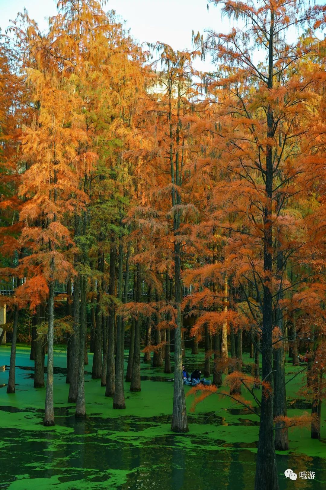 大行捷安特哪个好_大行和捷安特哪个好_大行捷安特折叠车