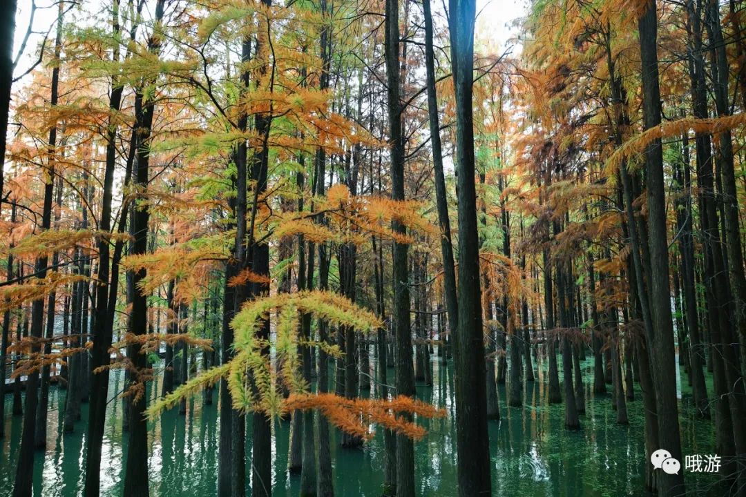 大行捷安特哪个好_大行和捷安特哪个好_大行捷安特折叠车