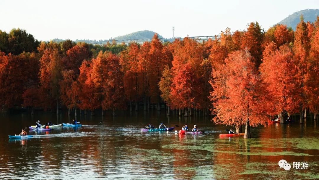 大行和捷安特哪个好_大行捷安特折叠车_大行捷安特哪个好