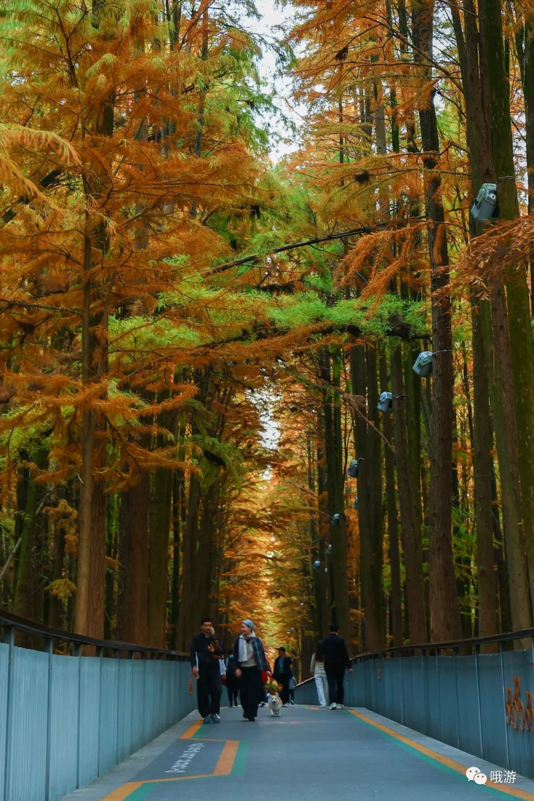 大行和捷安特哪个好_大行捷安特哪个好_大行捷安特折叠车