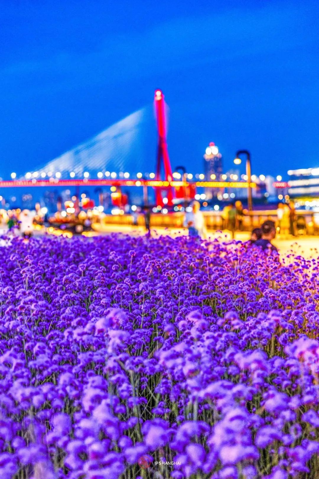 浦东滨江自行车道_黄浦江滨江艺术改造_徐汇滨江艺术体验