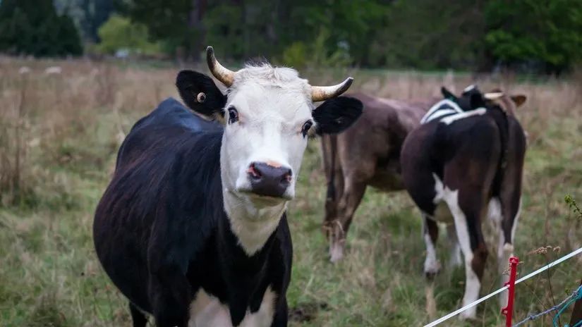 路虎山地车安装视频_路虎山地车货架_路虎山地车多少钱一台