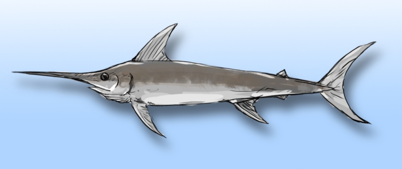 剑鱼折叠自行车设计灵感_大行sra682跟683区别_SRA682折叠自行车